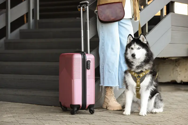 Husky sitzt neben einem rosa Rollkoffer an einer Treppe